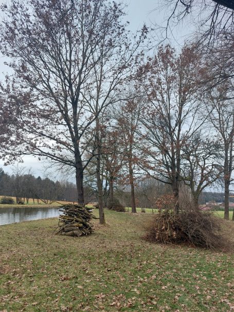 Form-/Rückschnitt Laubgehölz Form- und Pflegeschnitte